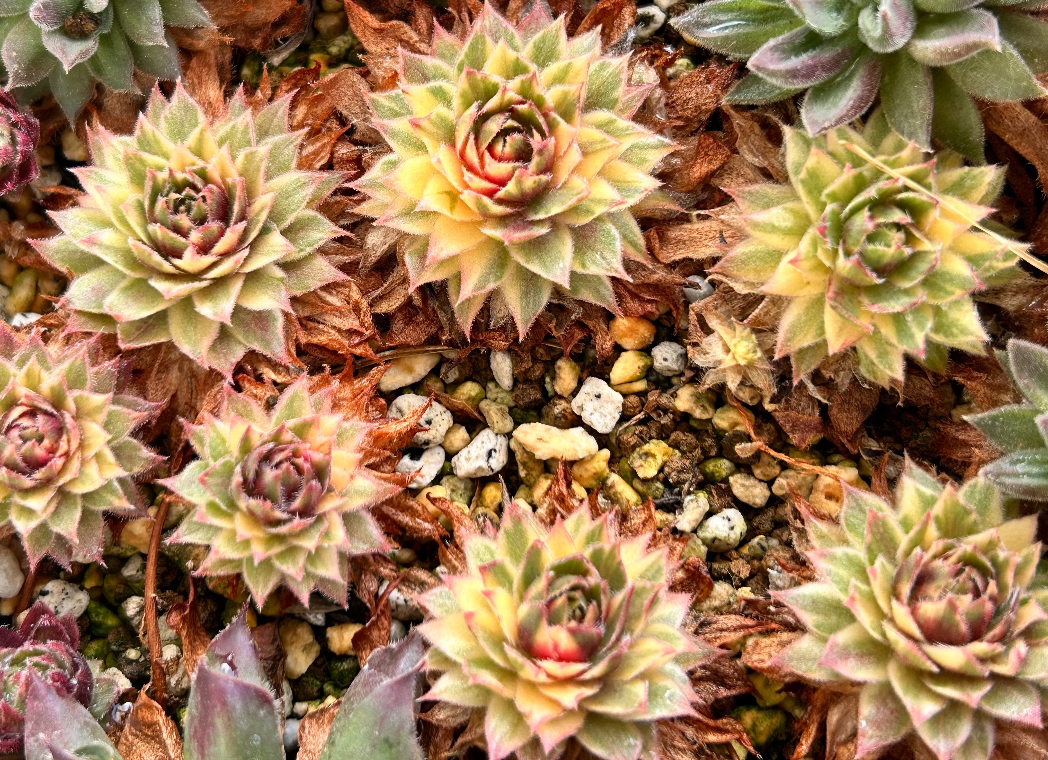 ショート・13 センペルビウム 〜 斑入り品種の維持の難しさ - 喜右衛門園芸