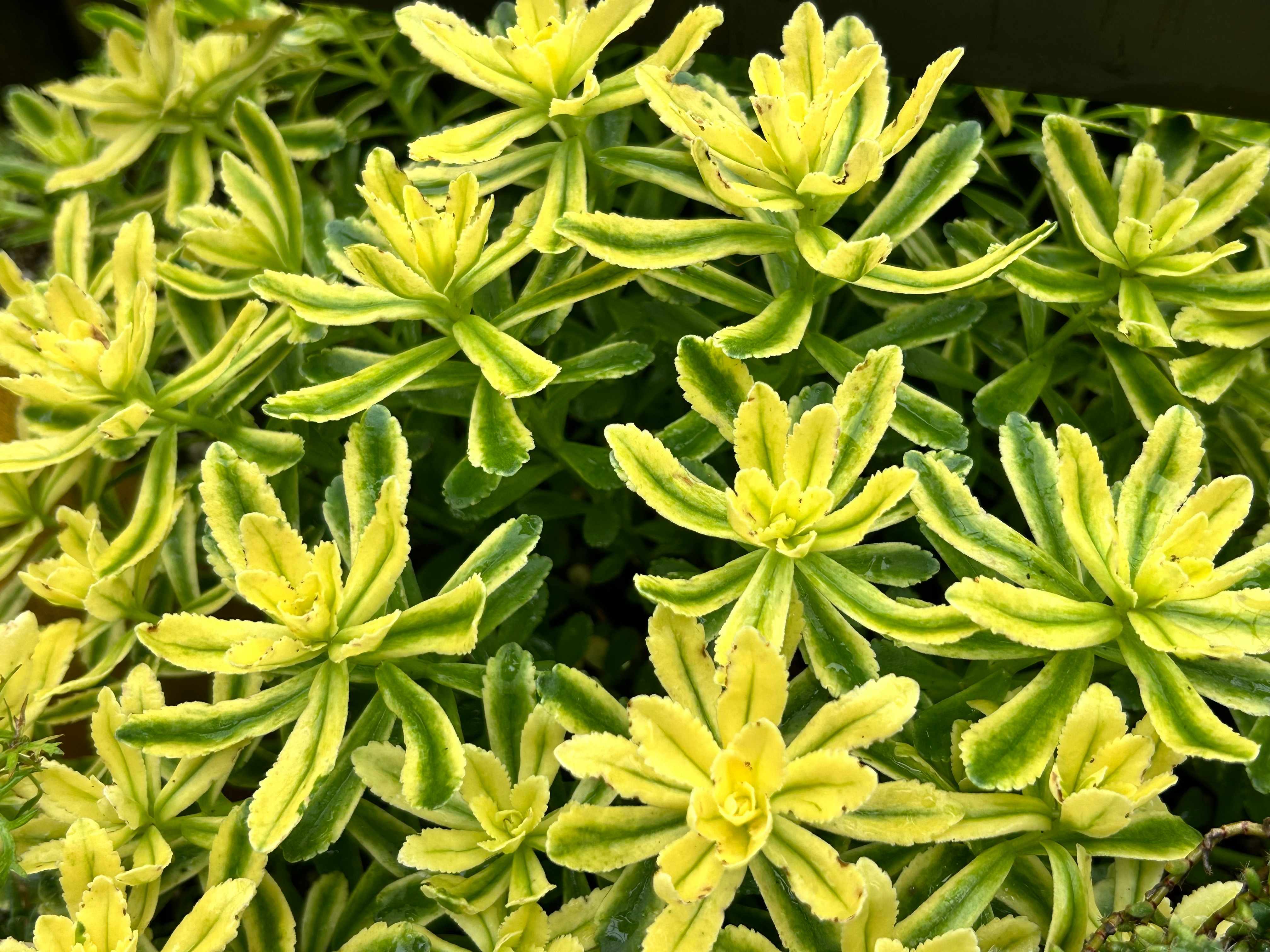 ショート・14 キリンソウ 