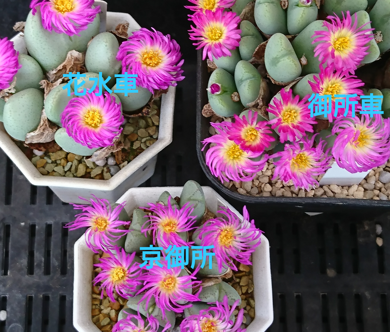 f:id:S-kiemon:20251114060046p:image f:id:S-kiemon:20251114060046p:image
