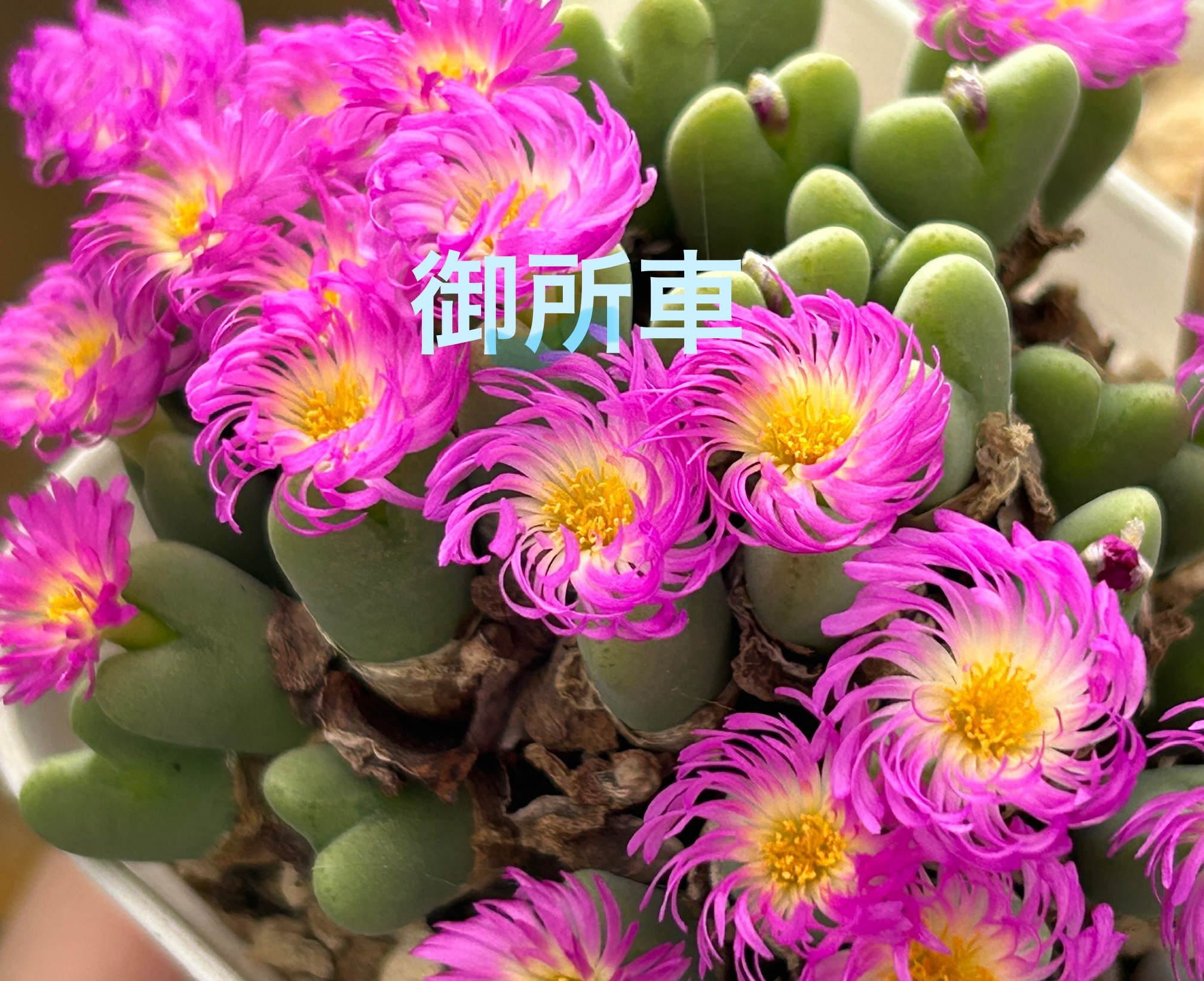 f:id:S-kiemon:20251114060833j:image f:id:S-kiemon:20251114060833j:image