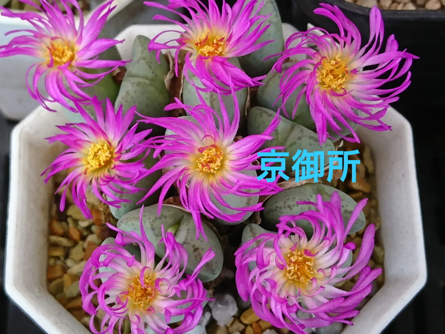 f:id:S-kiemon:20251114061925p:image f:id:S-kiemon:20251114061925p:image