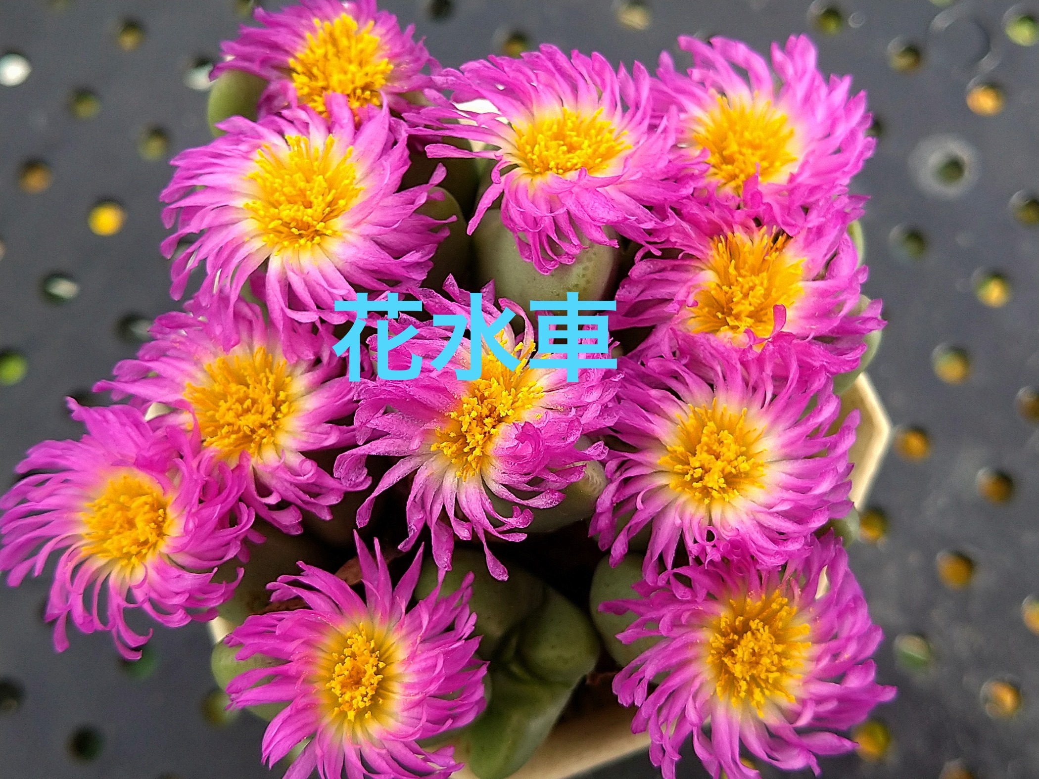 f:id:S-kiemon:20251114195617j:image f:id:S-kiemon:20251114195617j:image