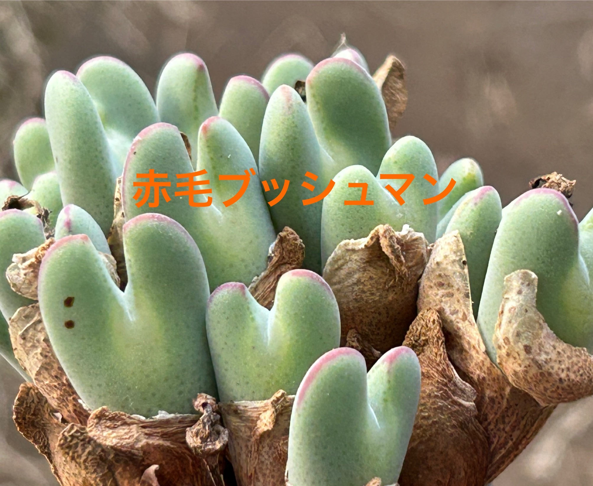 f:id:S-kiemon:20251118052239j:image f:id:S-kiemon:20251118052239j:image