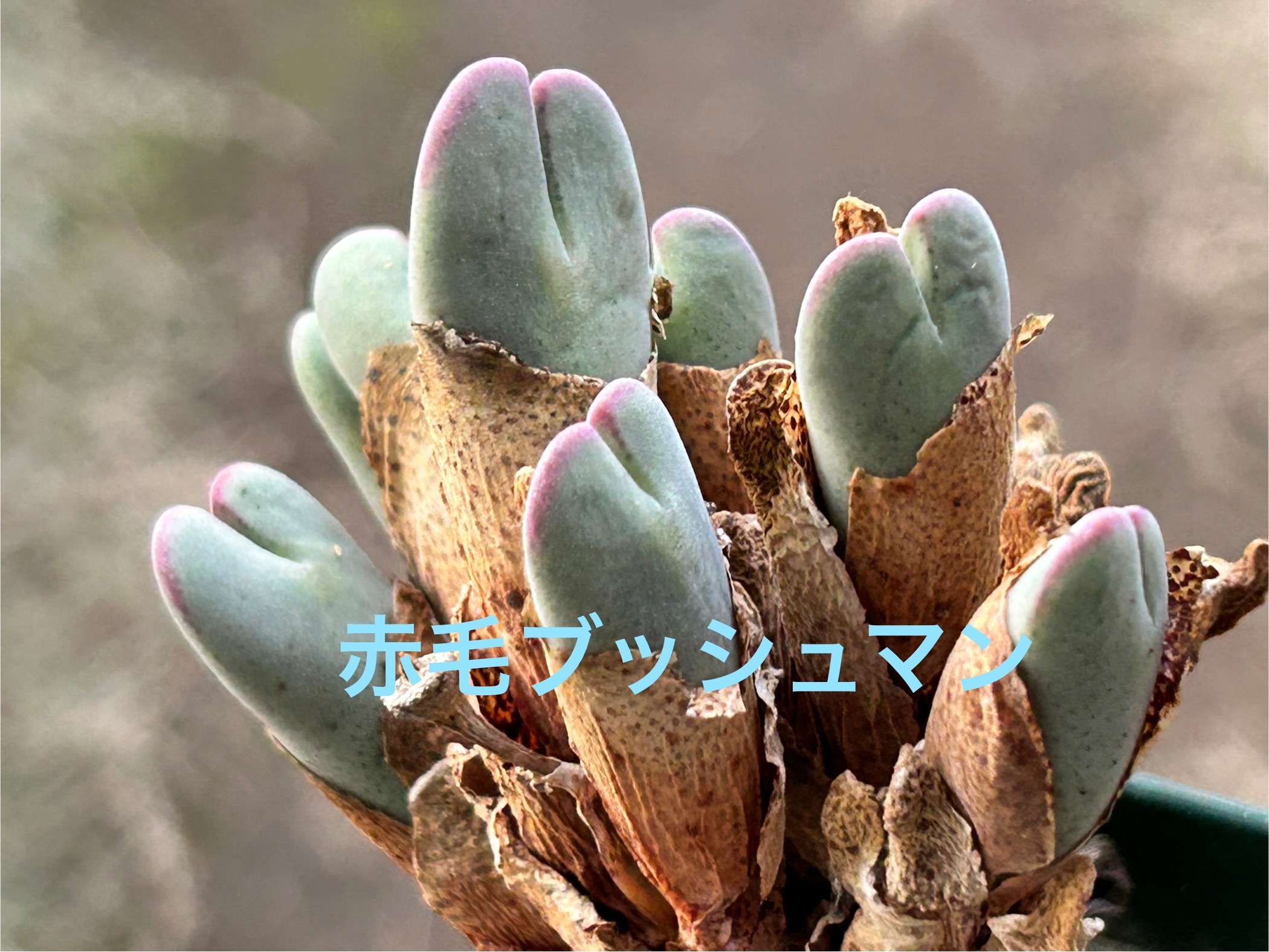 f:id:S-kiemon:20251118052312j:image f:id:S-kiemon:20251118052312j:image