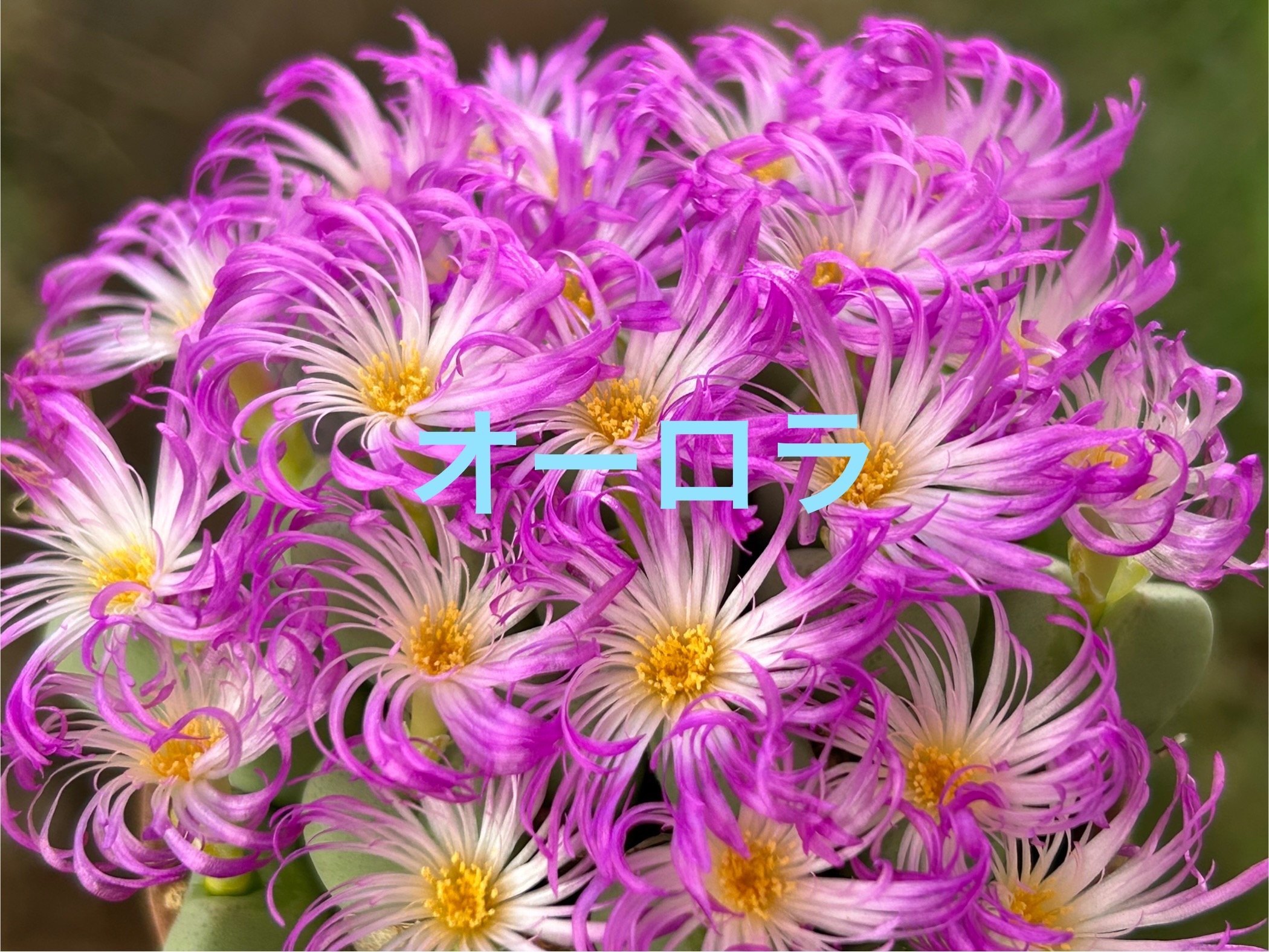 f:id:S-kiemon:20251209131126j:image f:id:S-kiemon:20251209131126j:image