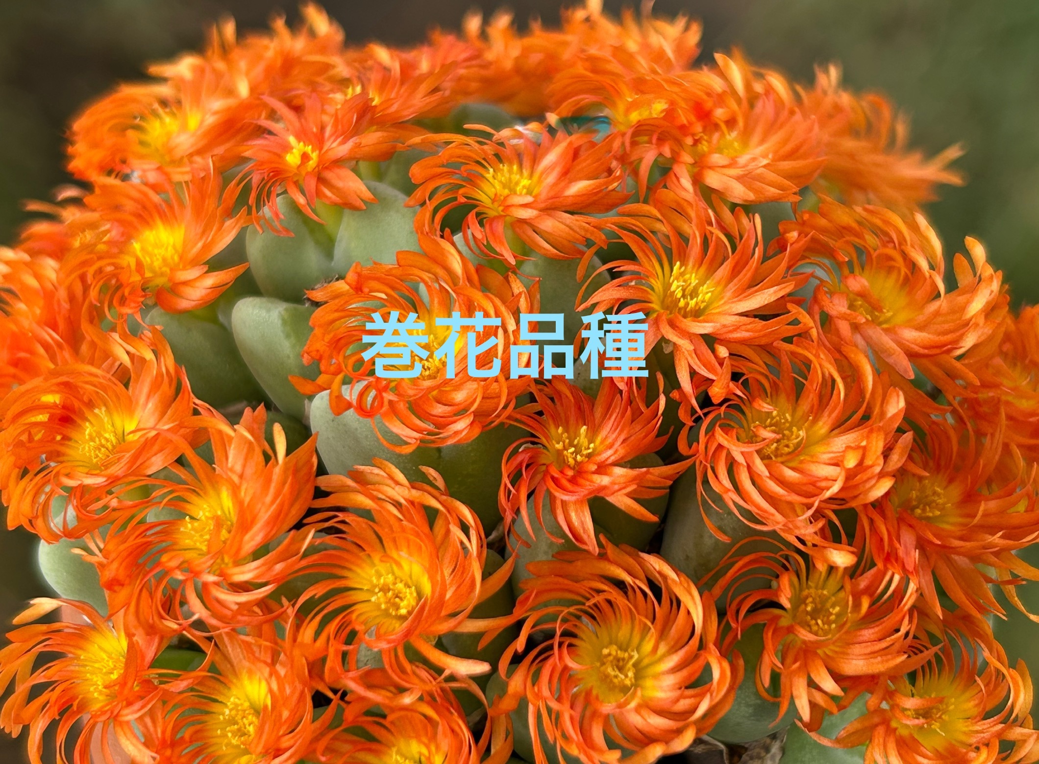 f:id:S-kiemon:20251214072712j:image f:id:S-kiemon:20251214072712j:image