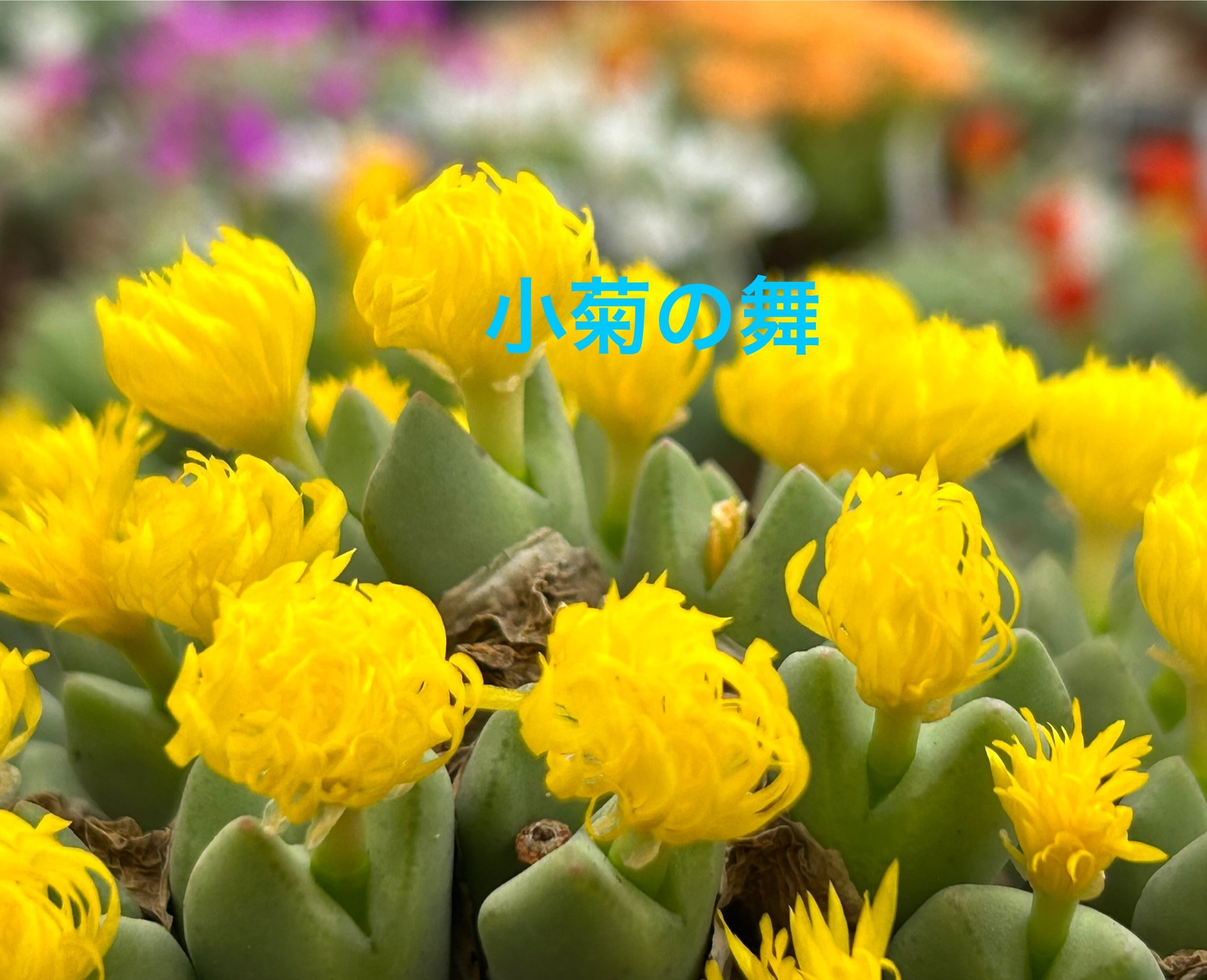 f:id:S-kiemon:20251214072807j:image f:id:S-kiemon:20251214072807j:image
