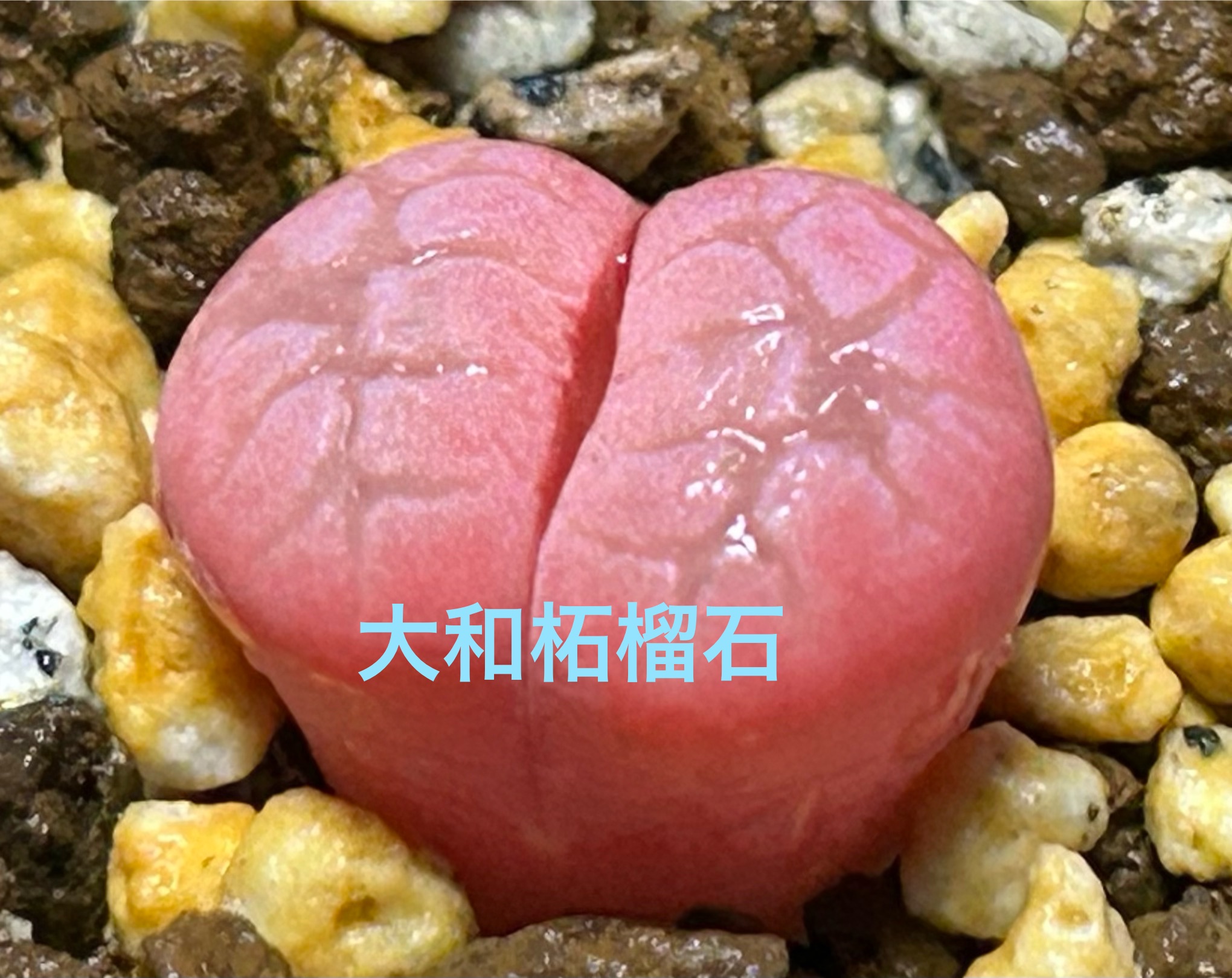 f:id:S-kiemon:20260314183203j:image f:id:S-kiemon:20260314183203j:image