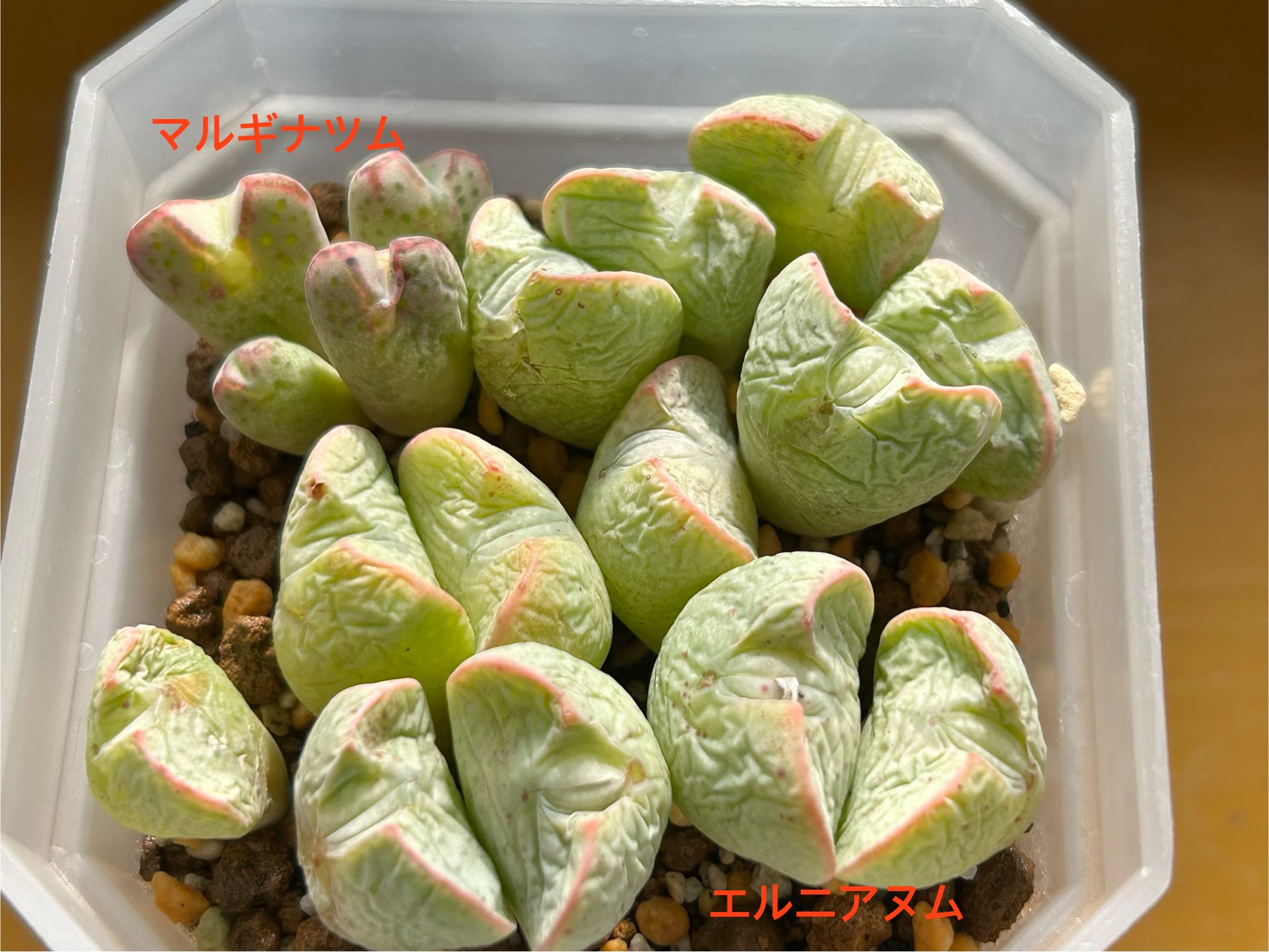 f:id:S-kiemon:20260319074531j:image f:id:S-kiemon:20260319074531j:image