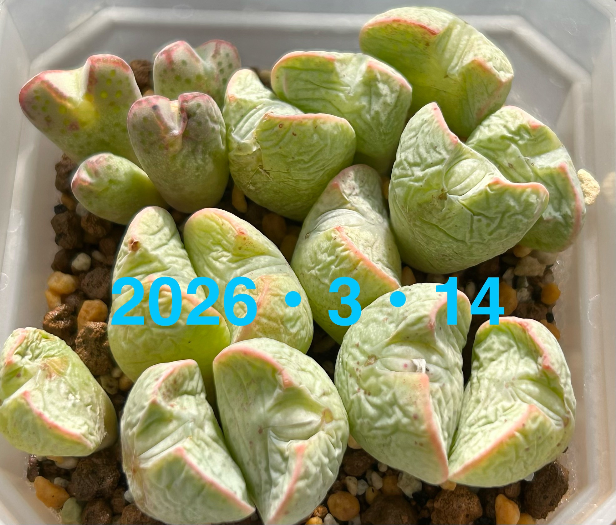 f:id:S-kiemon:20260328174933j:image f:id:S-kiemon:20260328174933j:image