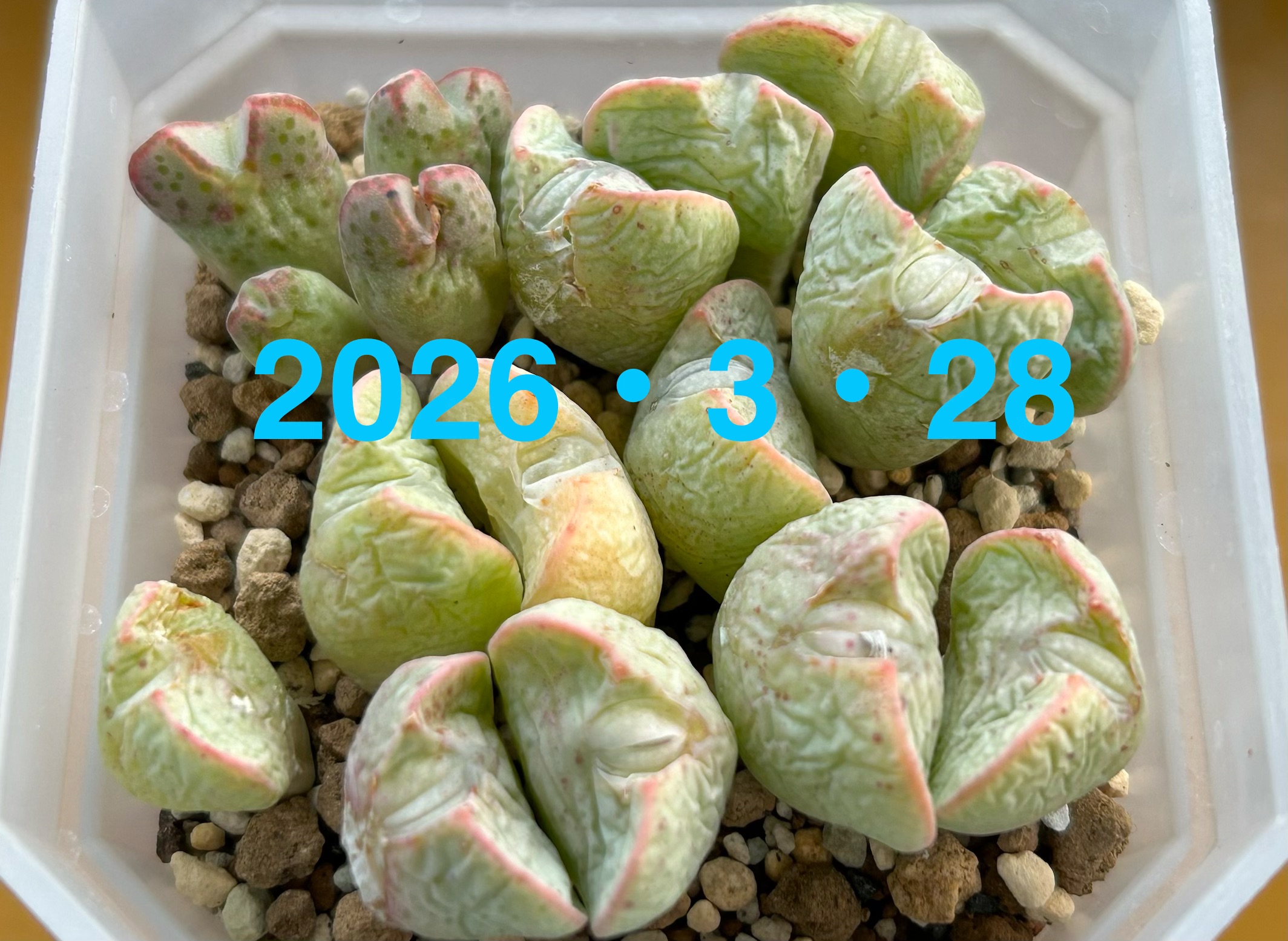 f:id:S-kiemon:20260328174942j:image f:id:S-kiemon:20260328174942j:image
