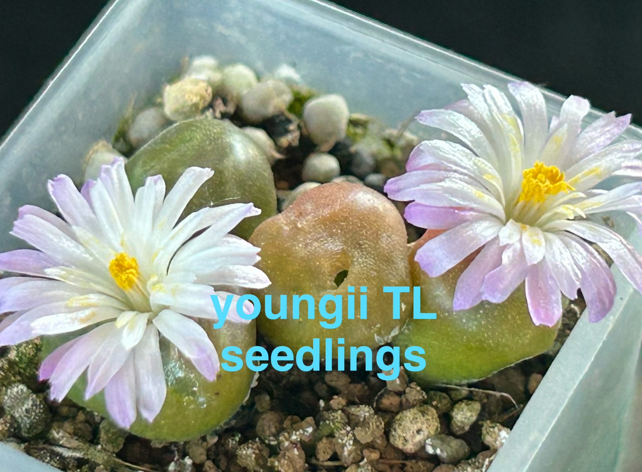 f:id:S-kiemon:20260408210241j:image