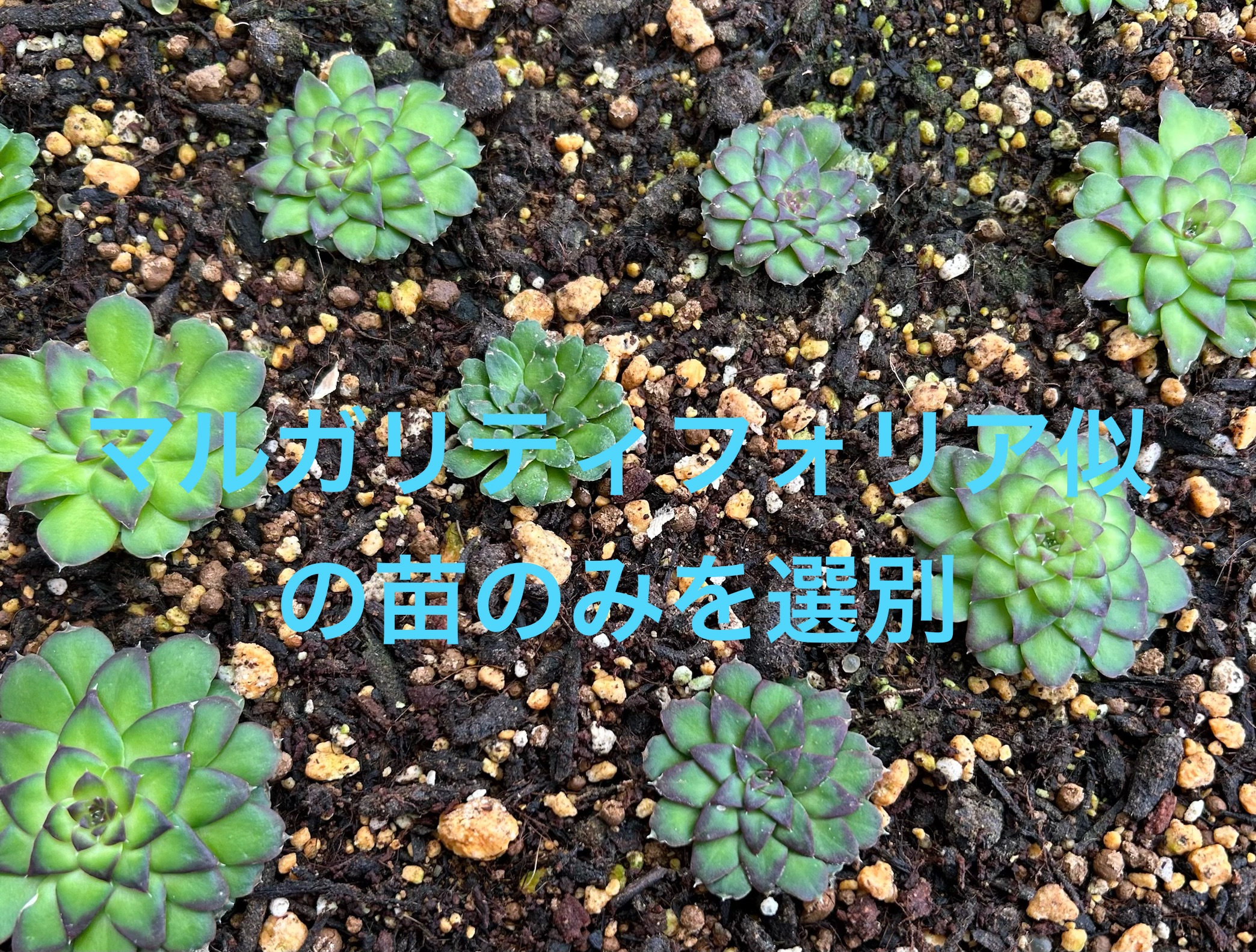 f:id:S-kiemon:20260628051258j:image f:id:S-kiemon:20260628051258j:image