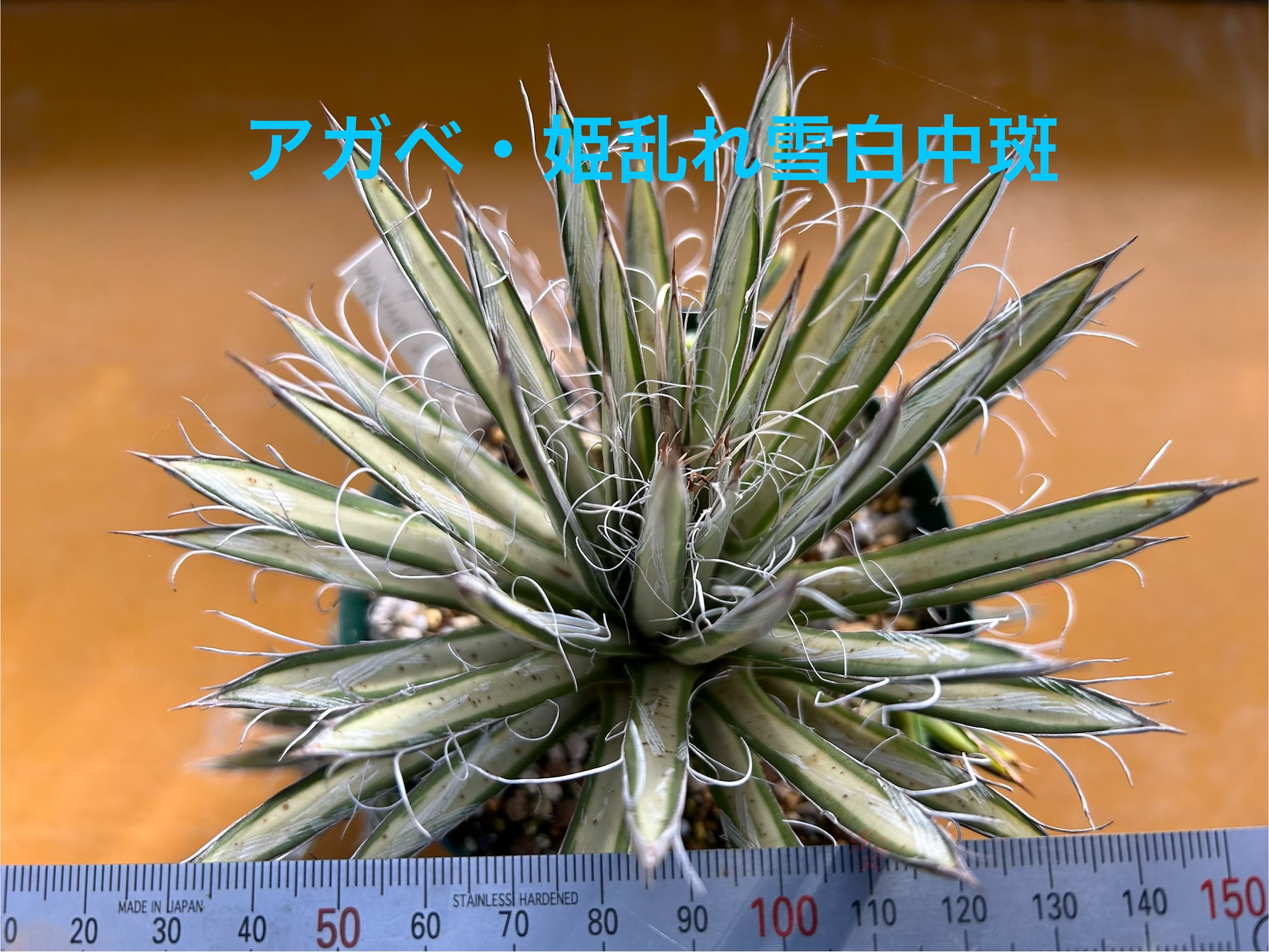 f:id:S-kiemon:20260713100437j:image