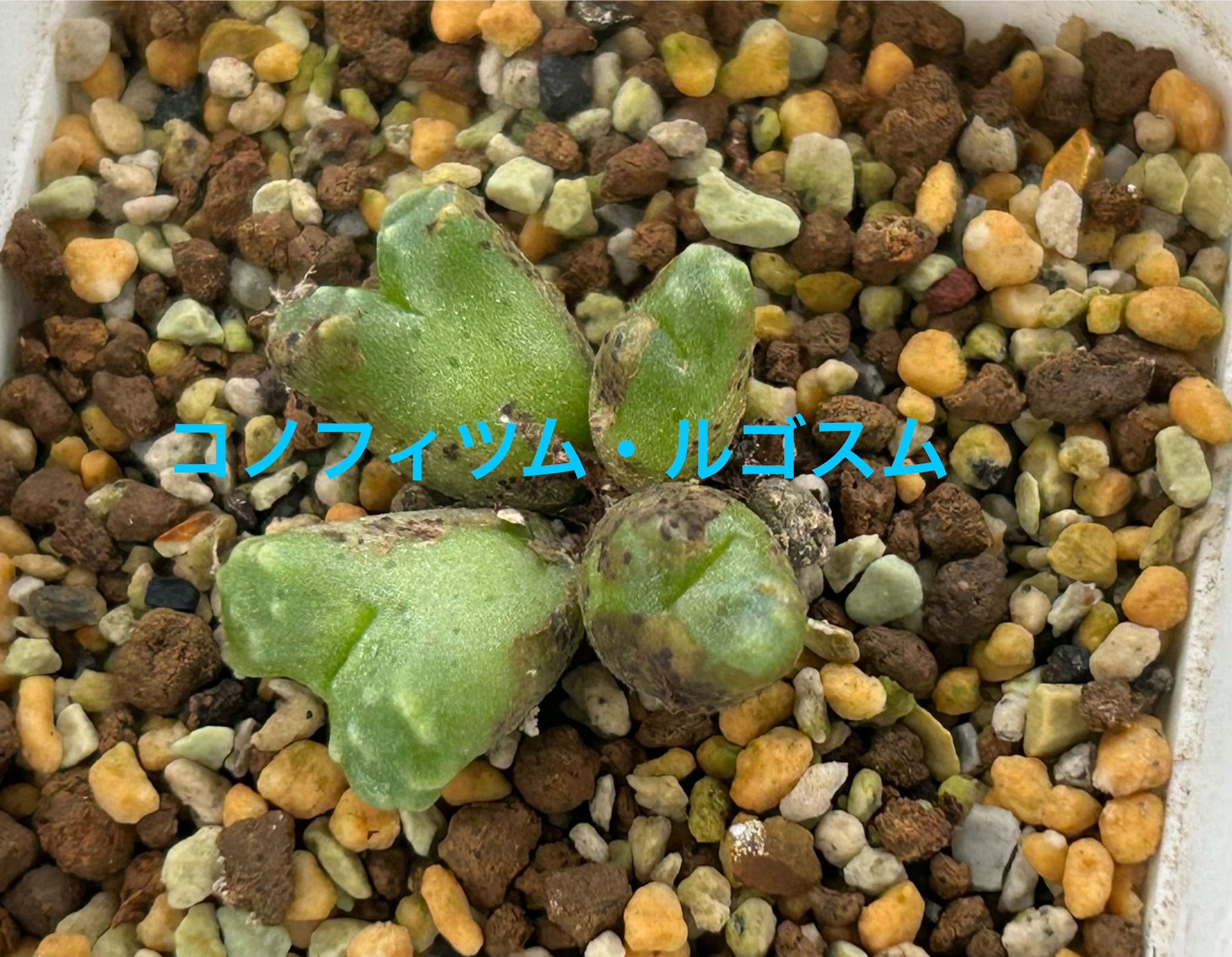 f:id:S-kiemon:20260718182014j:image f:id:S-kiemon:20260718182014j:image