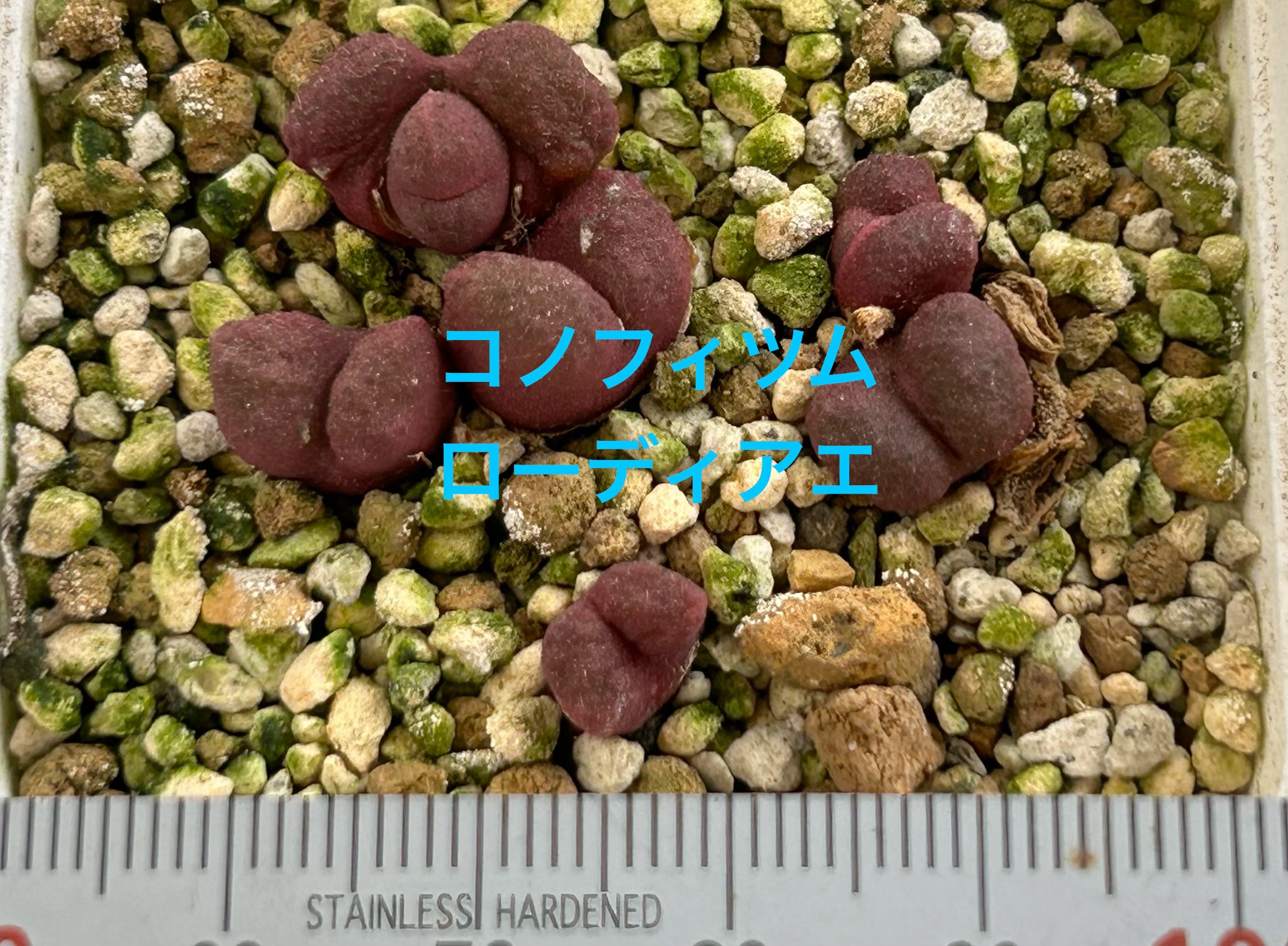 f:id:S-kiemon:20260718215855j:image f:id:S-kiemon:20260718215855j:image