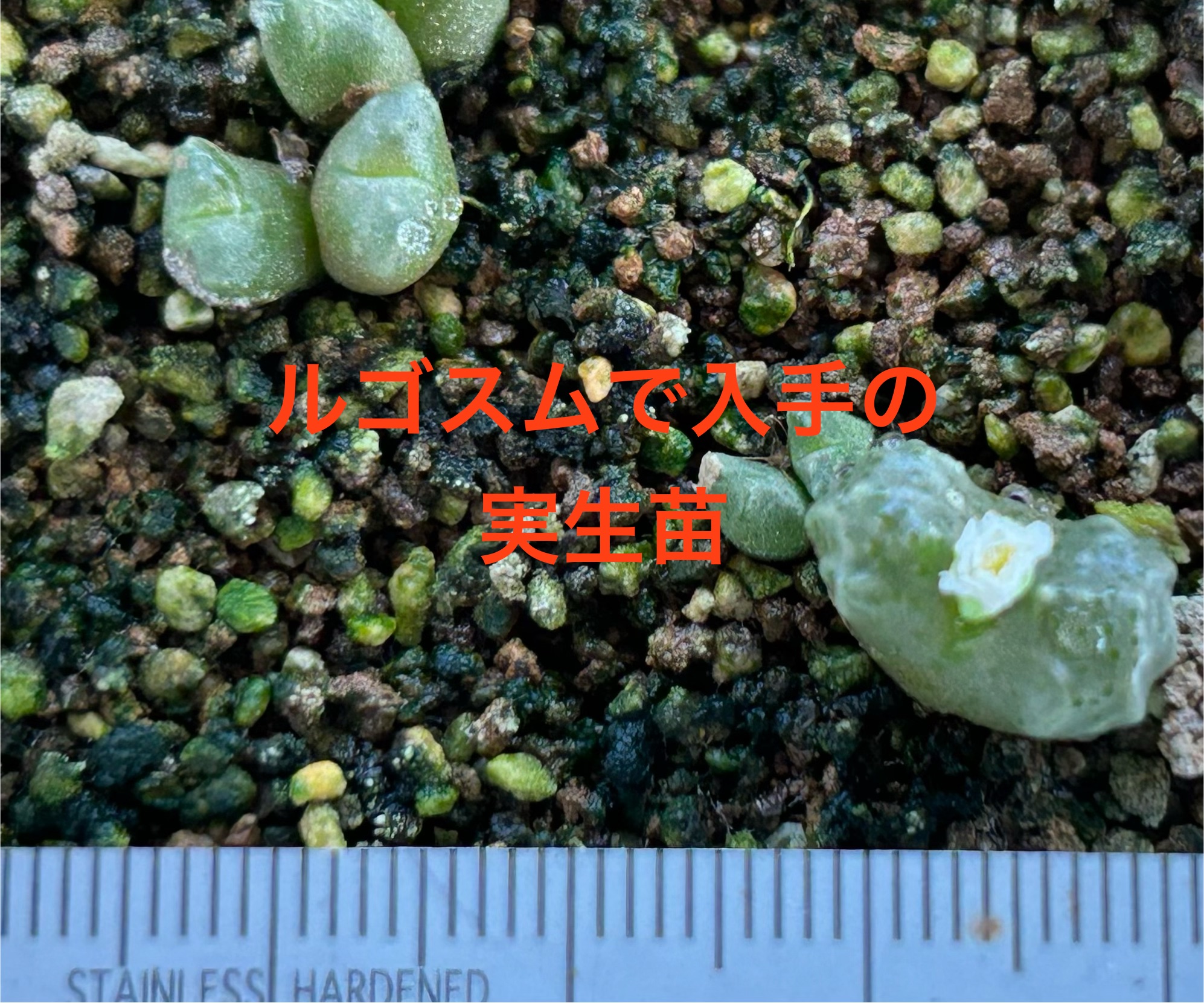 f:id:S-kiemon:20260720203152j:image f:id:S-kiemon:20260720203152j:image