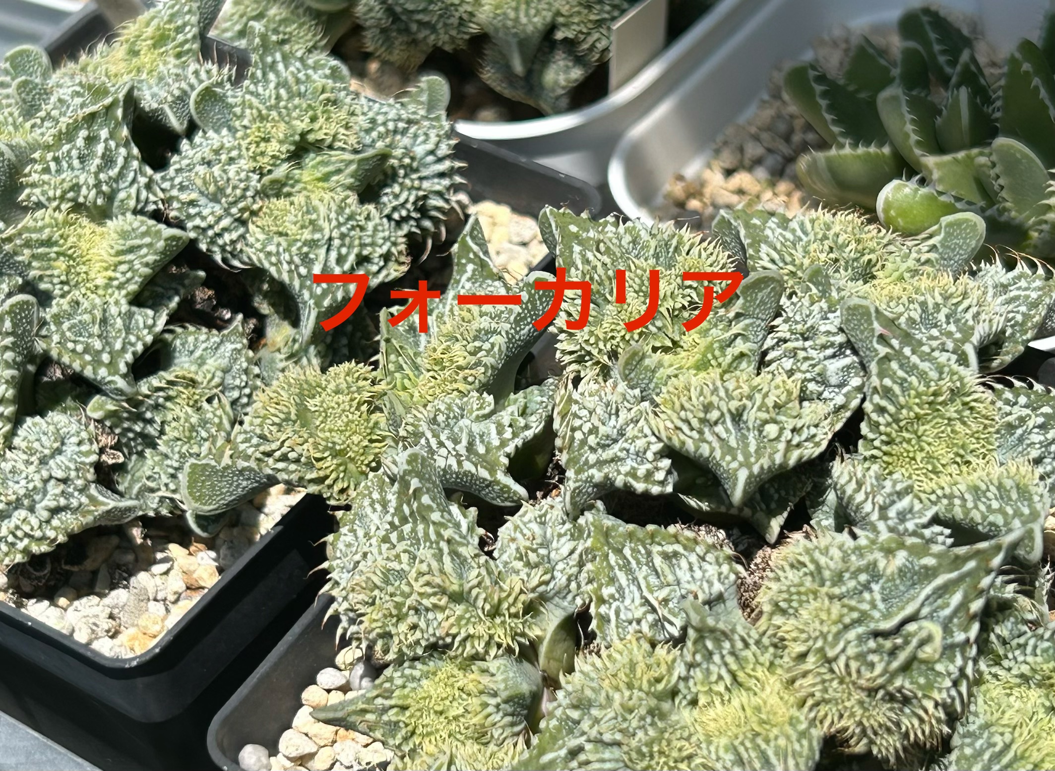 f:id:S-kiemon:20260725125516j:image