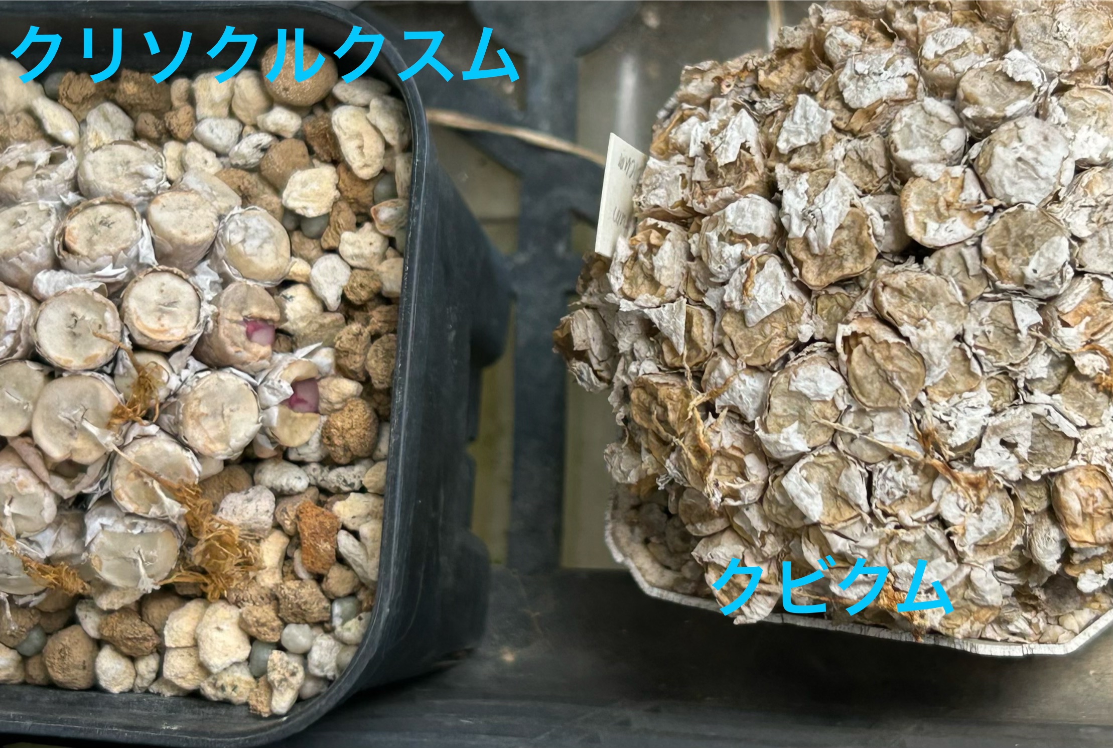 f:id:S-kiemon:20260725125529j:image