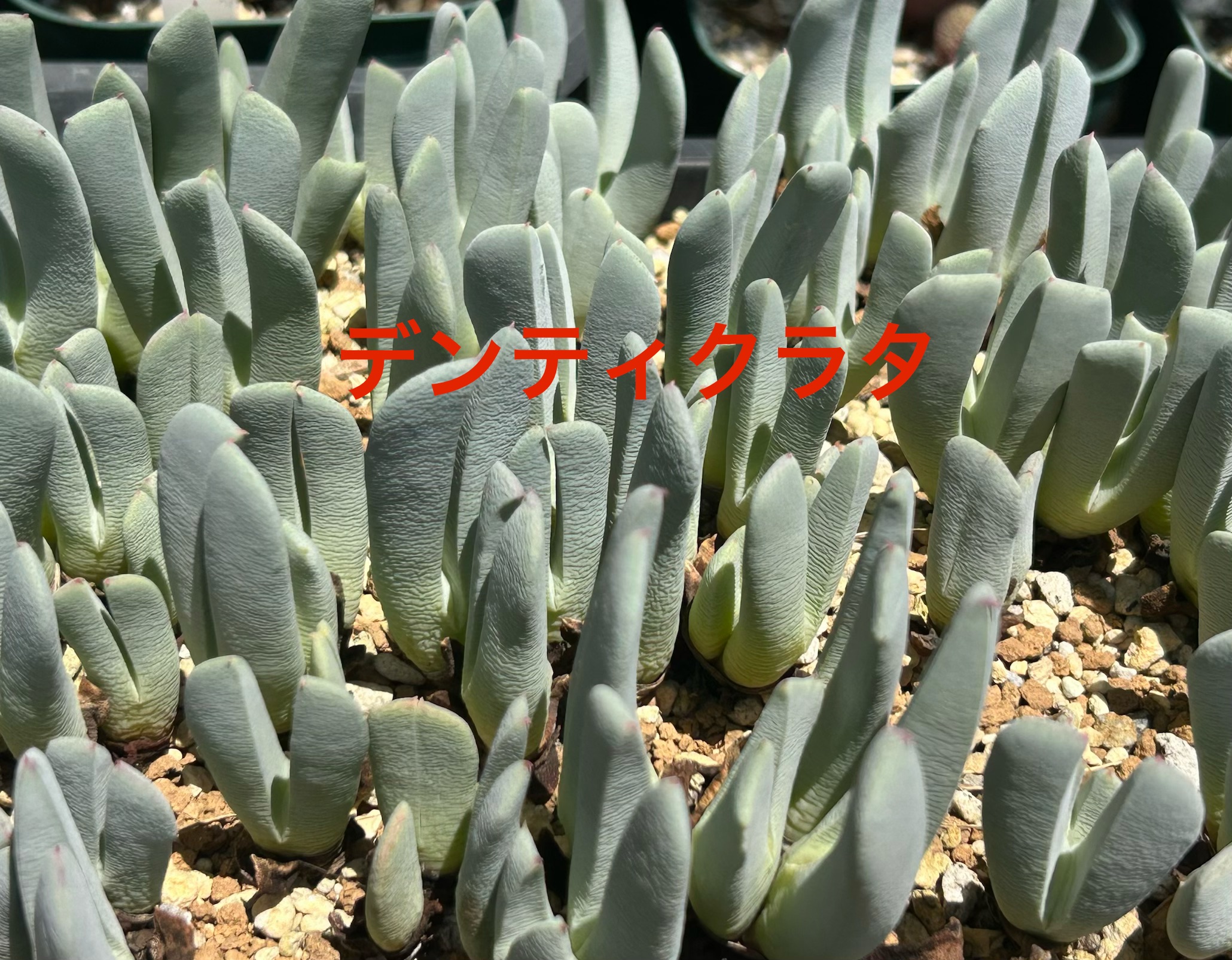 f:id:S-kiemon:20260725212305j:image