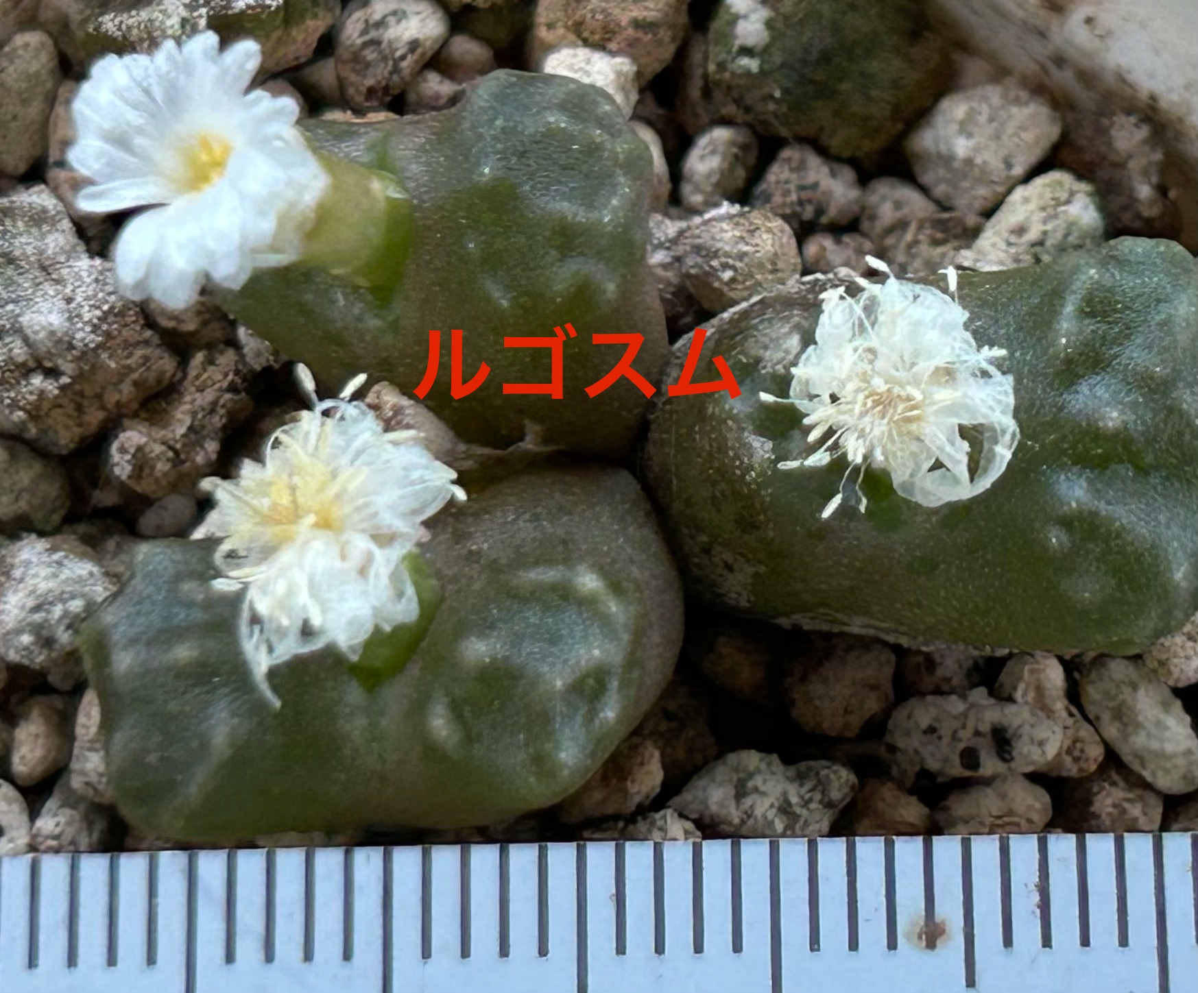 f:id:S-kiemon:20260809084102j:image