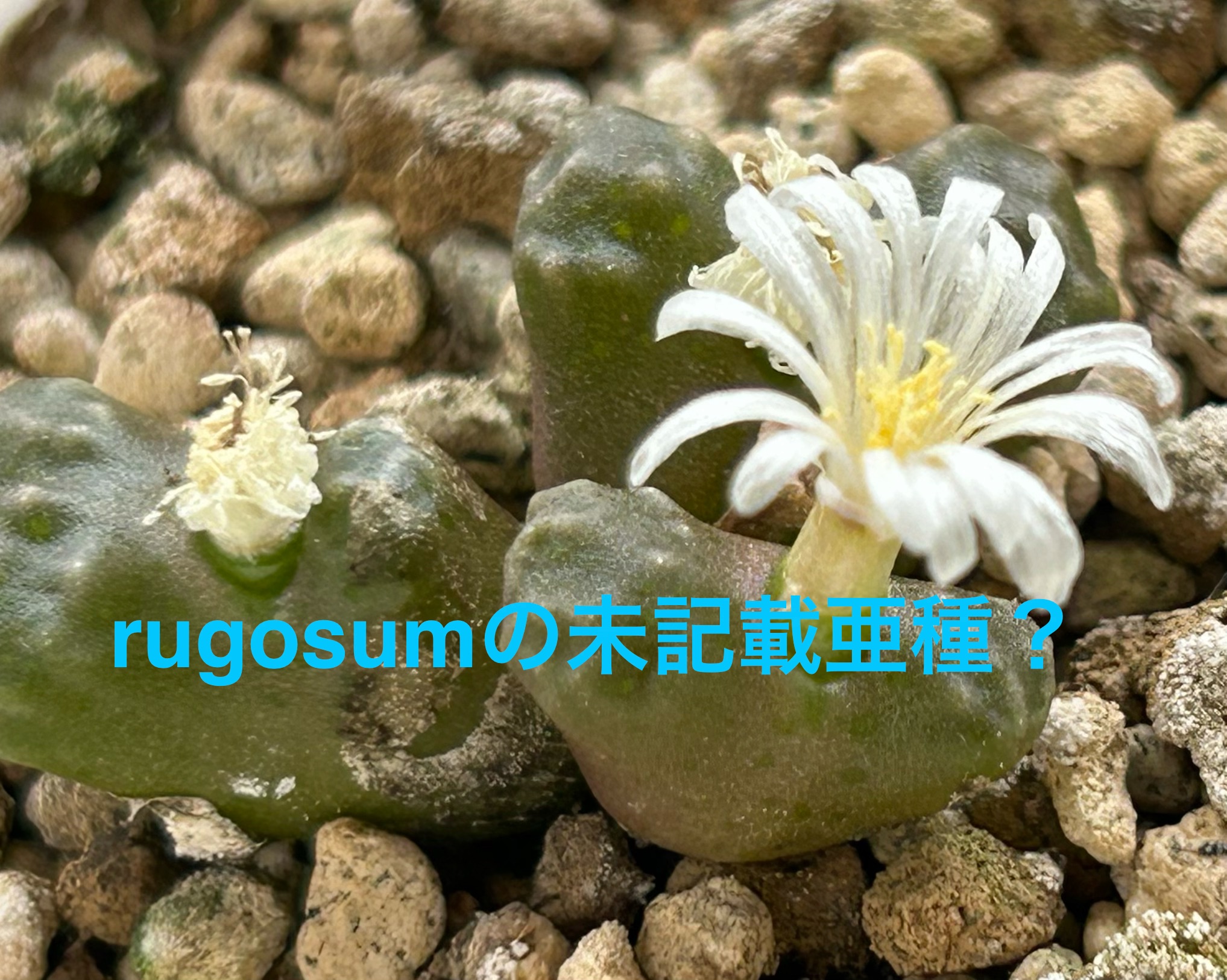 f:id:S-kiemon:20260816154307j:image