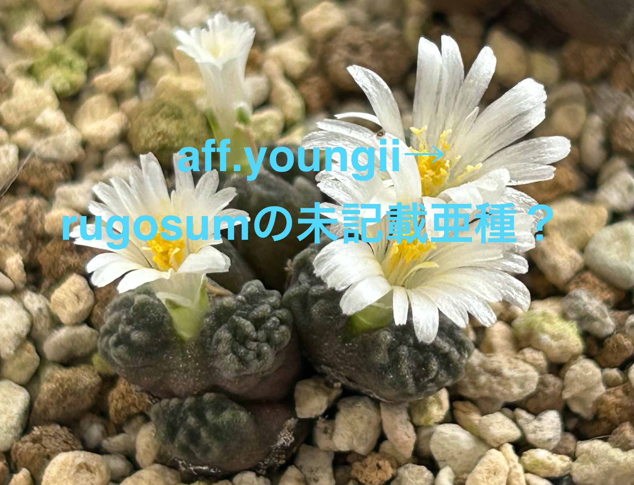 f:id:S-kiemon:20260816154328j:image