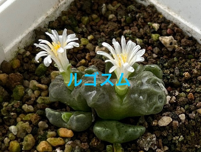 f:id:S-kiemon:20260903072506j:image