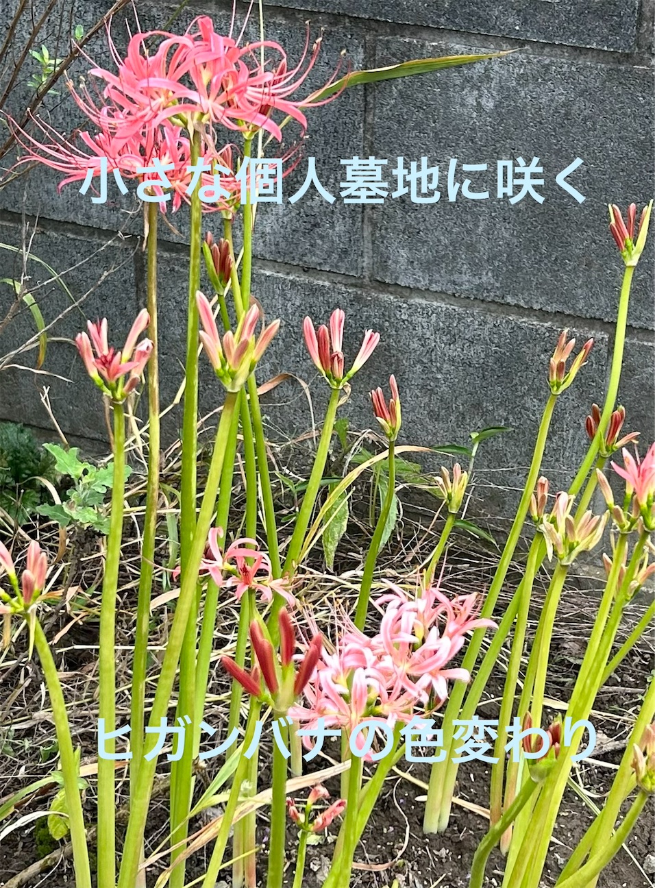 f:id:S-kiemon:20260925071343j:image
