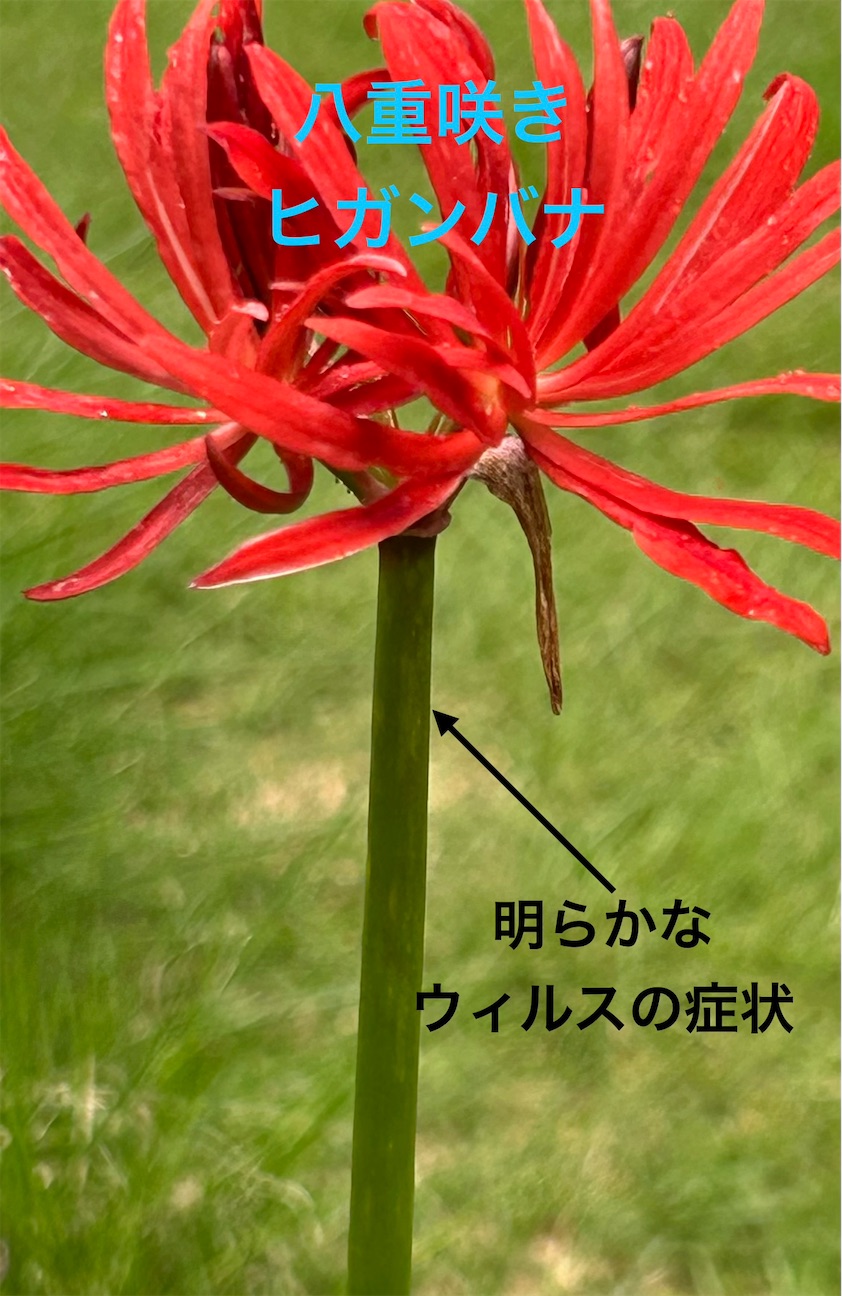 f:id:S-kiemon:20260925072557j:image