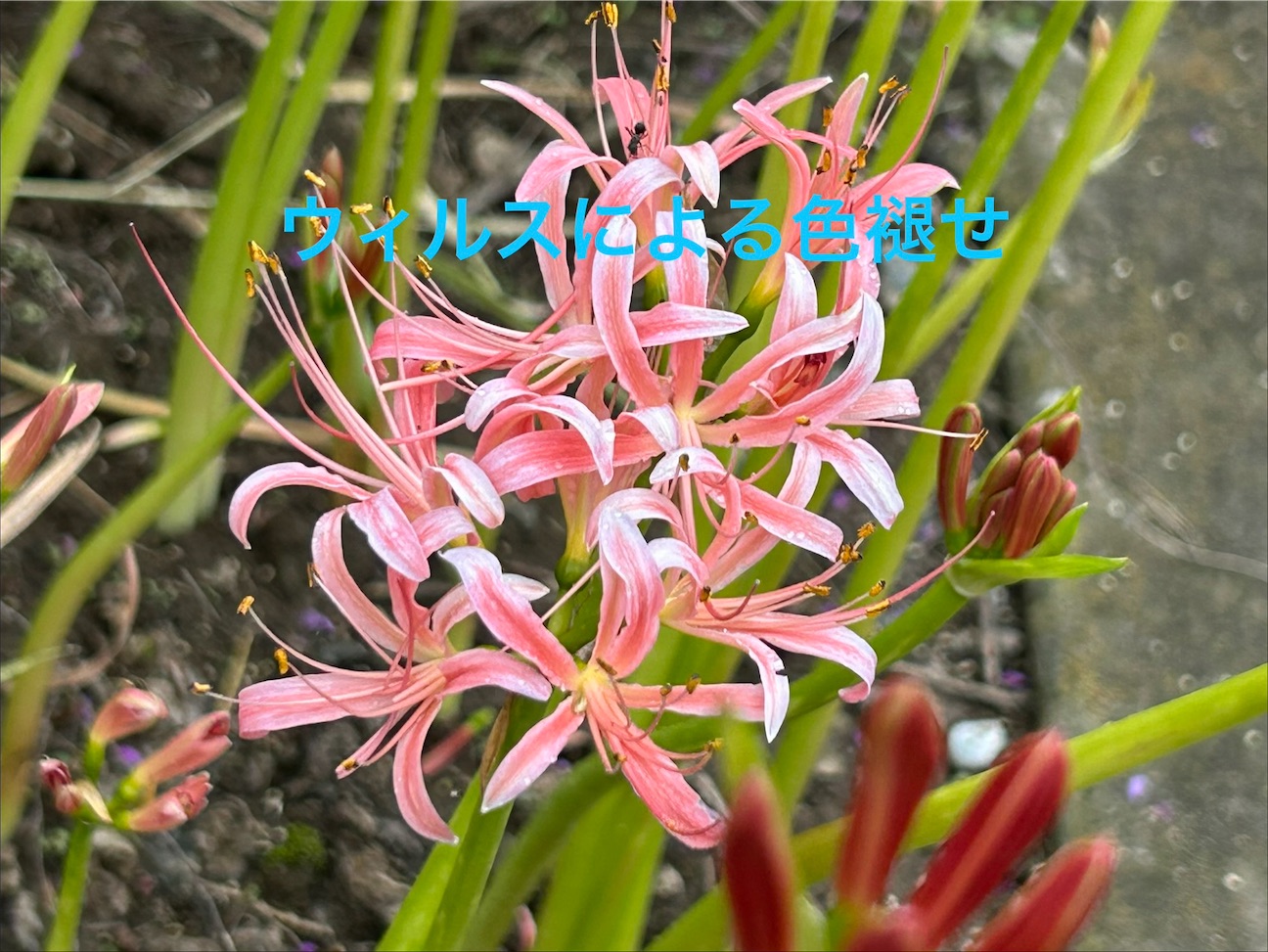 f:id:S-kiemon:20260928192605j:image