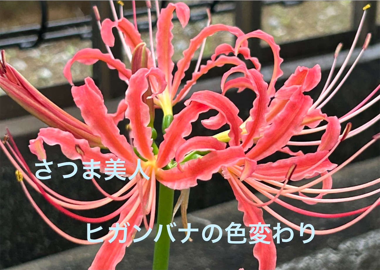 f:id:S-kiemon:20260928192635j:image