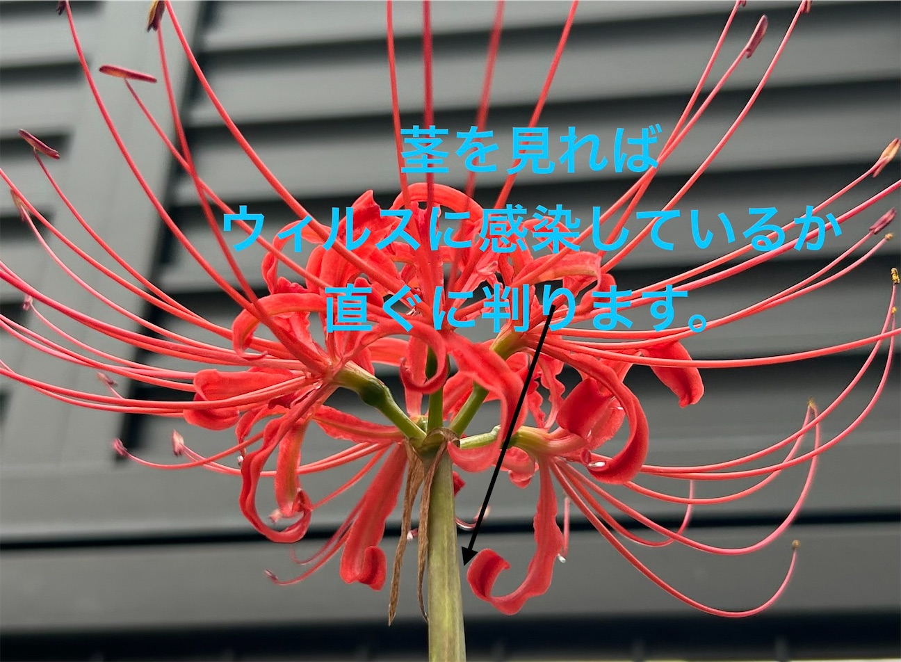 f:id:S-kiemon:20260928192636j:image