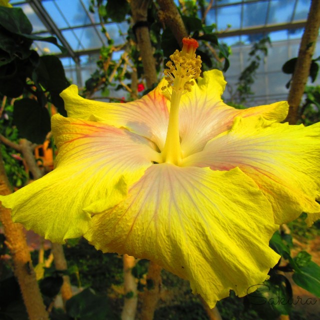 f:id:SA-KU-RA:20210222145116j:image