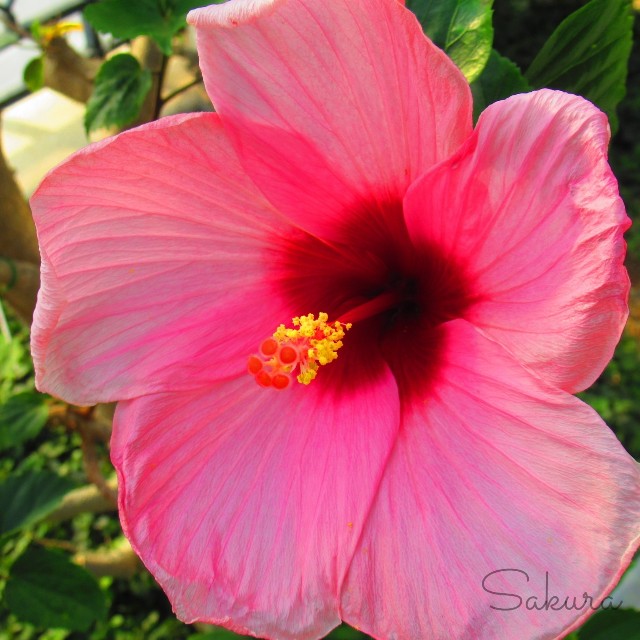 f:id:SA-KU-RA:20210222145128j:image