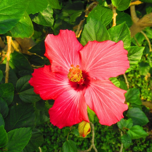 f:id:SA-KU-RA:20210222145139j:image