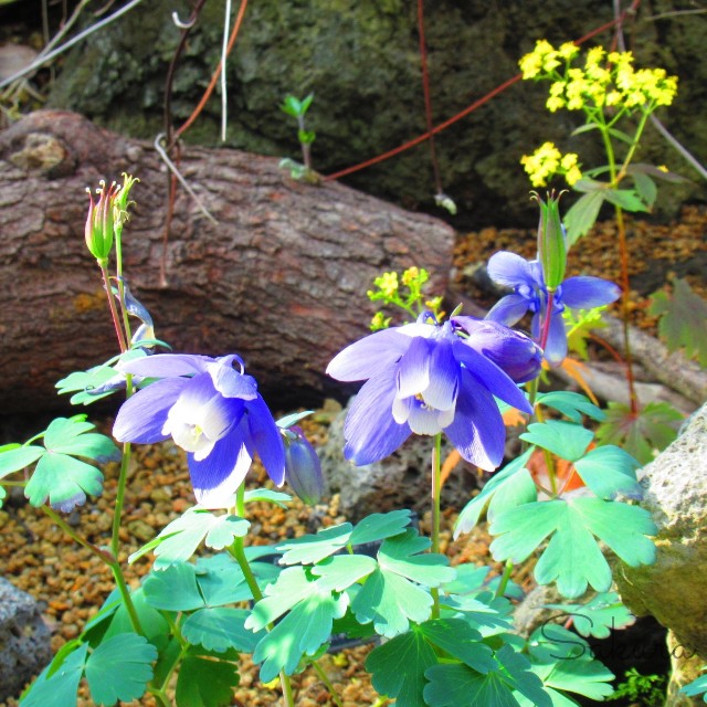 f:id:SA-KU-RA:20210225134056j:image