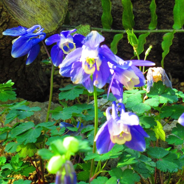 f:id:SA-KU-RA:20210225134113j:image