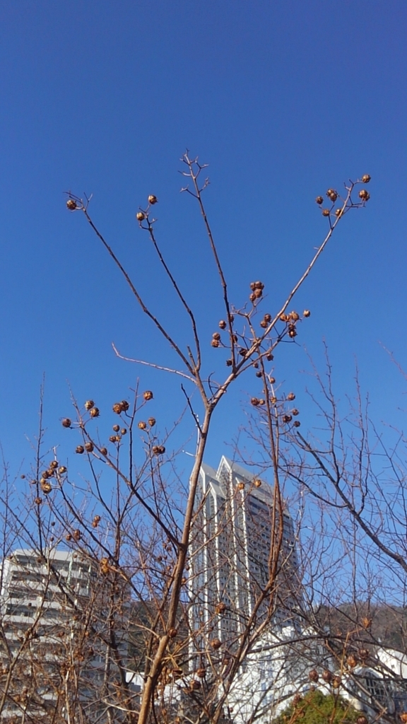 f:id:SAIKAANIN:20190108222355j:plain