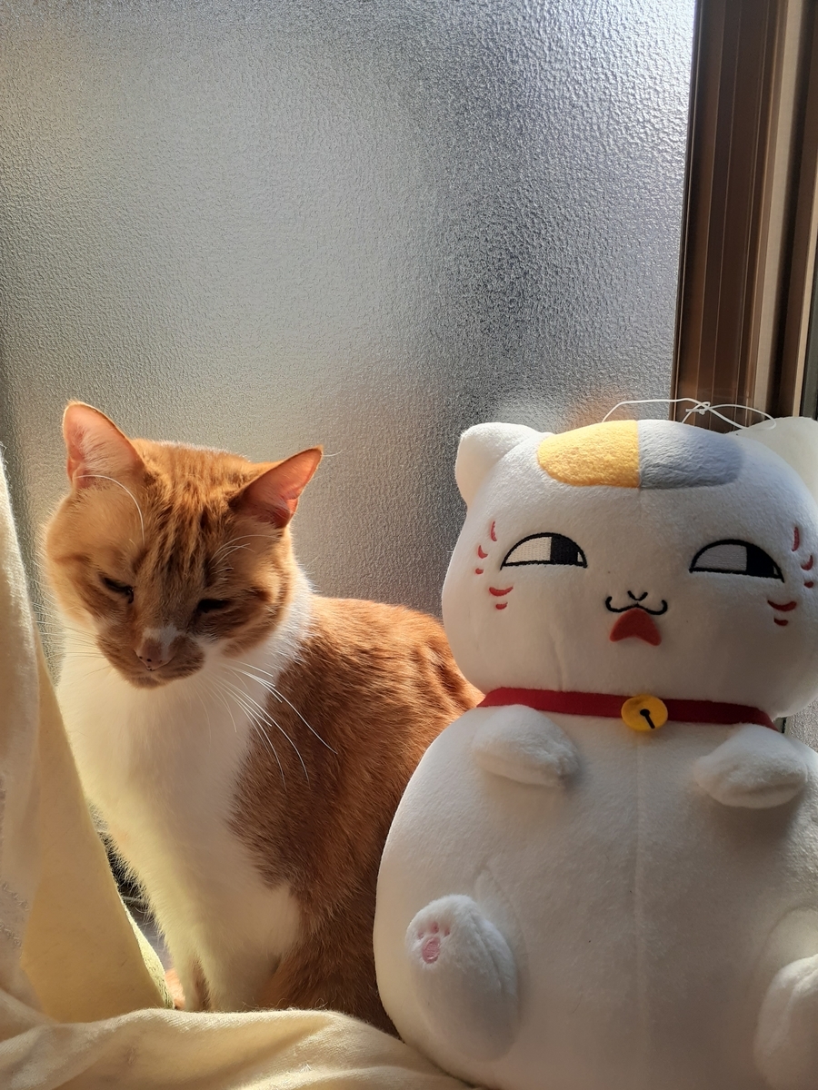 f:id:SAIKAANIN:20200520002102j:plain