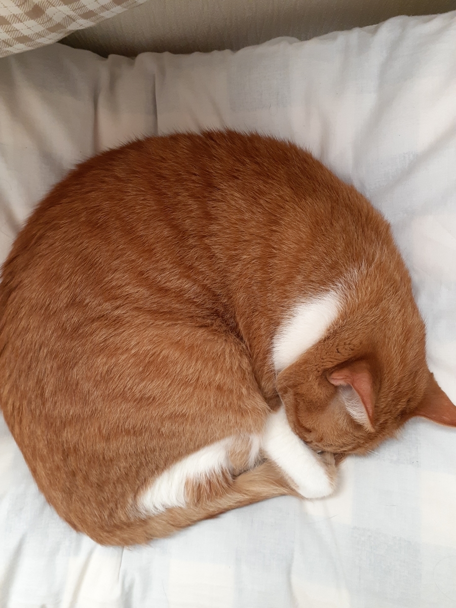 f:id:SAIKAANIN:20200713234642j:plain