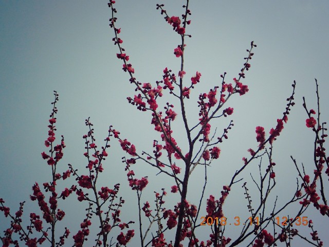 f:id:SAKI001:20180311172300j:image