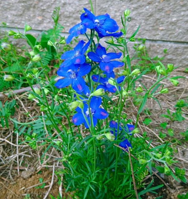 f:id:SAKI001:20180401065815j:image