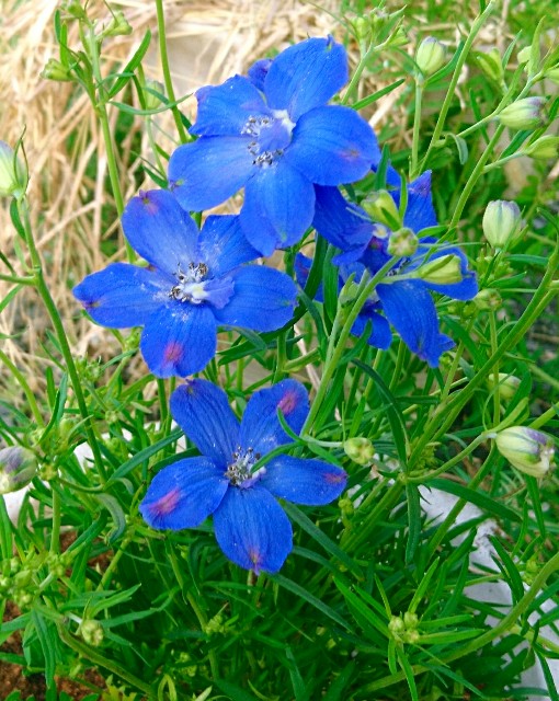 f:id:SAKI001:20180401072310j:image