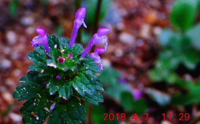 f:id:SAKI001:20180407114842j:image