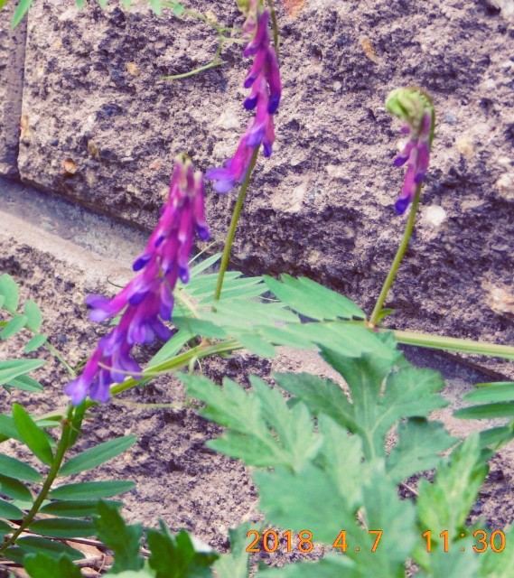 f:id:SAKI001:20180407114910j:image