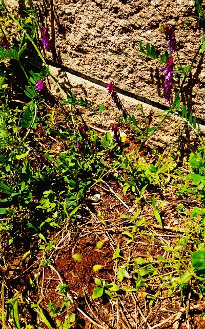 f:id:SAKI001:20180421131357j:image