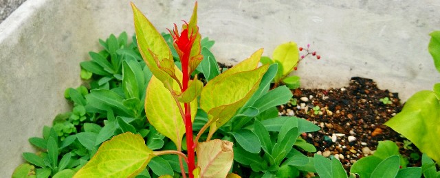 f:id:SAKI001:20181029190402j:image