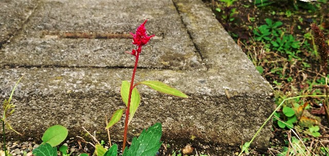 f:id:SAKI001:20181029190420j:image