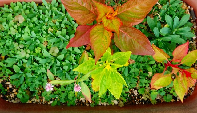 f:id:SAKI001:20181029190455j:image